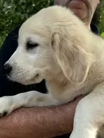 Levi, a male Golden Retriever for sale in Bloomburg, TX – 2 of 3