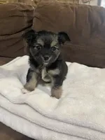 Fancy, a female Chihuahua for sale in Bloomburg, TX – Photo 2 of 3