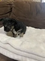 Fancy, a female Chihuahua for sale in Bloomburg, TX – Photo 3 of 3