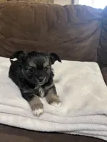 Fancy, a female Chihuahua for sale in Bloomburg, TX – Photo 1 of 3