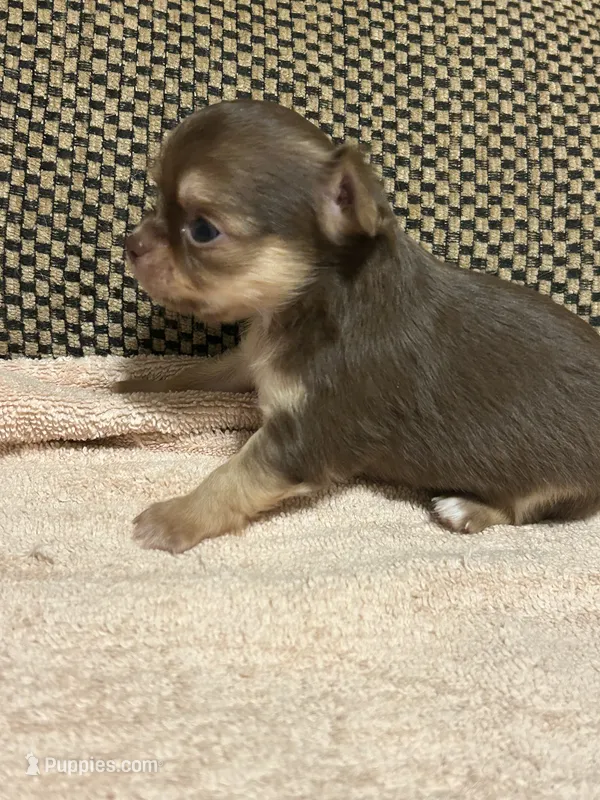 Rose – Chihuahua puppy for sale in Bloomburg, TX