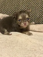 Jet, a male Chihuahua for sale in Bloomburg, TX – 2 of 2