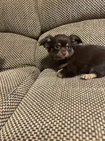Coco, a male Chihuahua for sale in Bloomburg, TX – 2 of 3