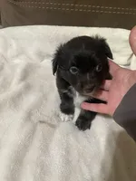 Male 1, a male Toy Australian Shepherd for sale in Bloomburg, TX – Photo 2 of 2