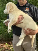 Levi, a male Golden Retriever for sale in Bloomburg, TX – 3 of 3