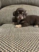 Otis , a male Chihuahua for sale in Bloomburg, TX – 3 of 3