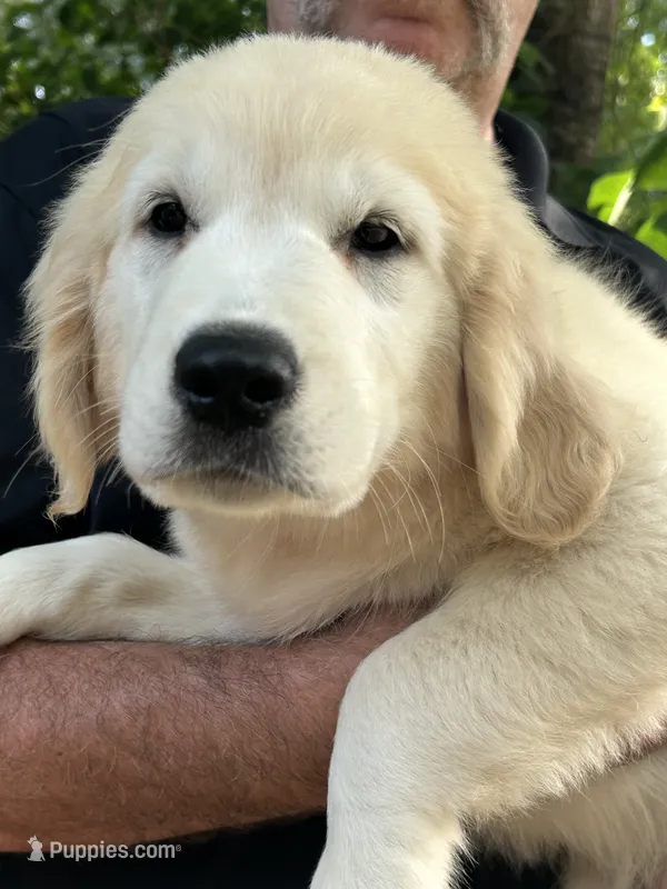 Levi – Golden Retriever puppy for sale in Bloomburg, TX