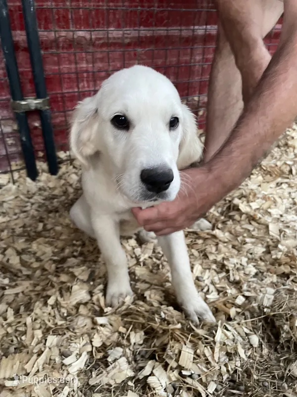 Sally – Golden Retriever puppy for sale in Bloomburg, TX