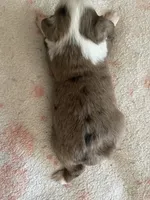 Billy, a male Toy Australian Shepherd for sale in Bloomburg, TX – 3 of 4