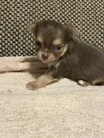 Rose, a female Chihuahua for sale in Bloomburg, TX – 2 of 2
