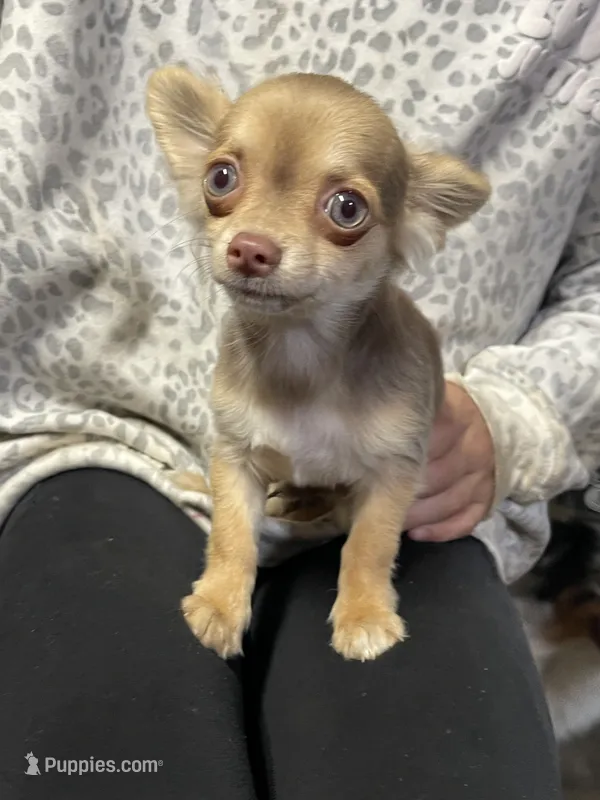 Jet – Chihuahua puppy for sale in Bloomburg, TX