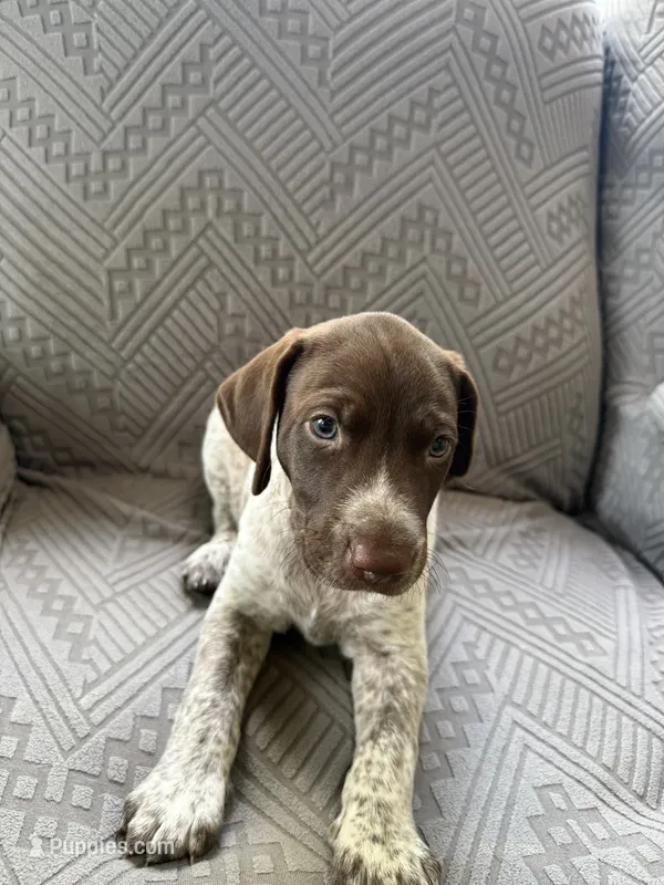Diesel  – German Shorthaired Pointer puppy for sale in Savannah, GA