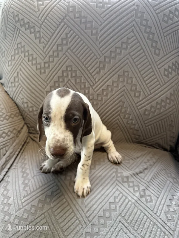 Trigger – German Shorthaired Pointer puppy for sale in Savannah, GA