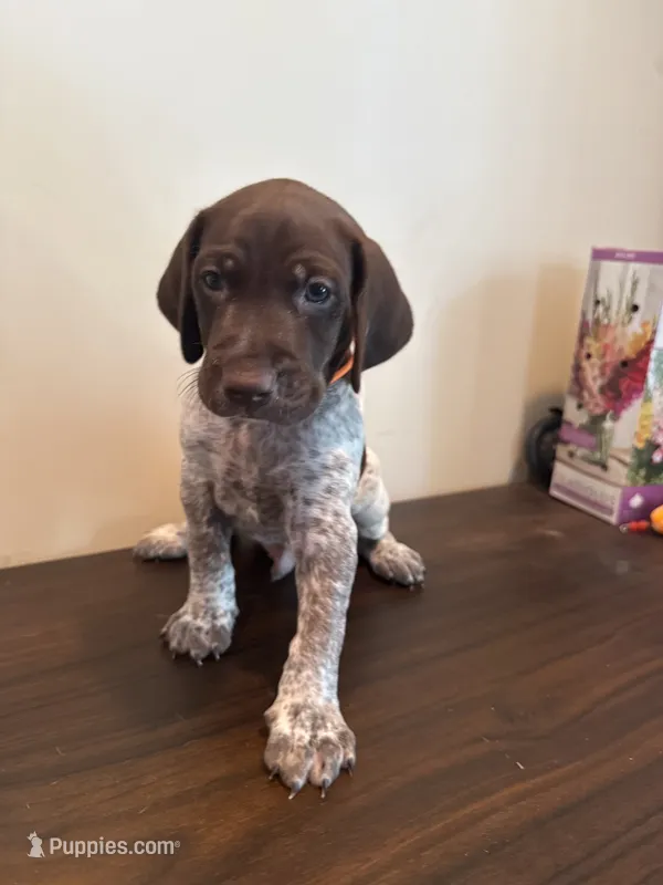 Ranger – German Shorthaired Pointer puppy for sale in Savannah, GA