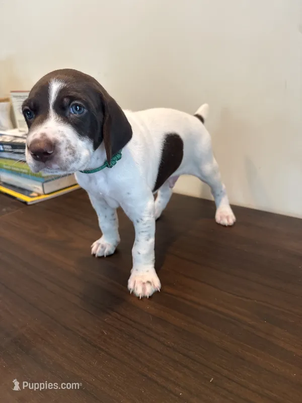 Remington – German Shorthaired Pointer puppy for sale in Savannah, GA