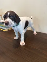 Remington, a male German Shorthaired Pointer for sale in Savannah, GA – 1 of 1