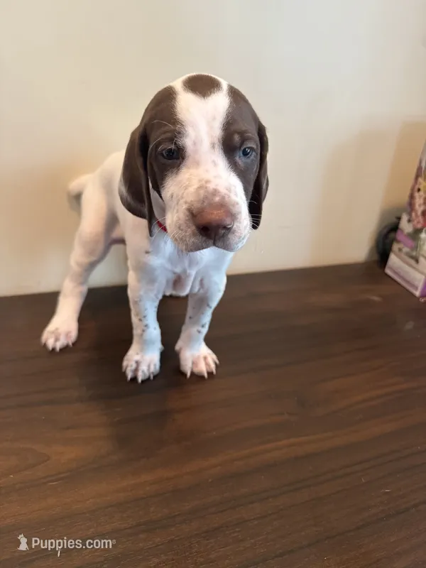 Trigger – German Shorthaired Pointer puppy for sale in Savannah, GA