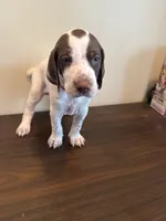 Trigger, a male German Shorthaired Pointer for sale in Savannah, GA – 1 of 1