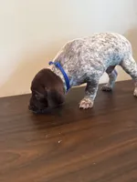 Winston, a male German Shorthaired Pointer for sale in Savannah, GA – 1 of 1
