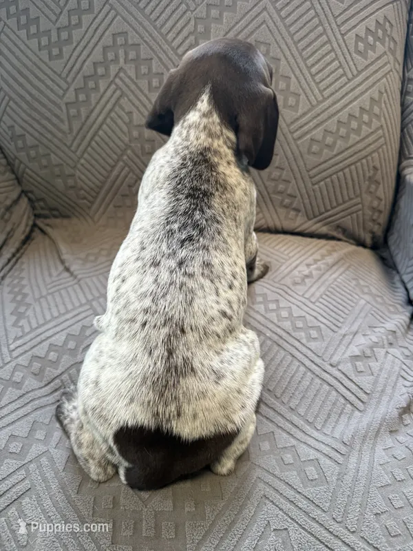 Winston – German Shorthaired Pointer puppy for sale in Savannah, GA