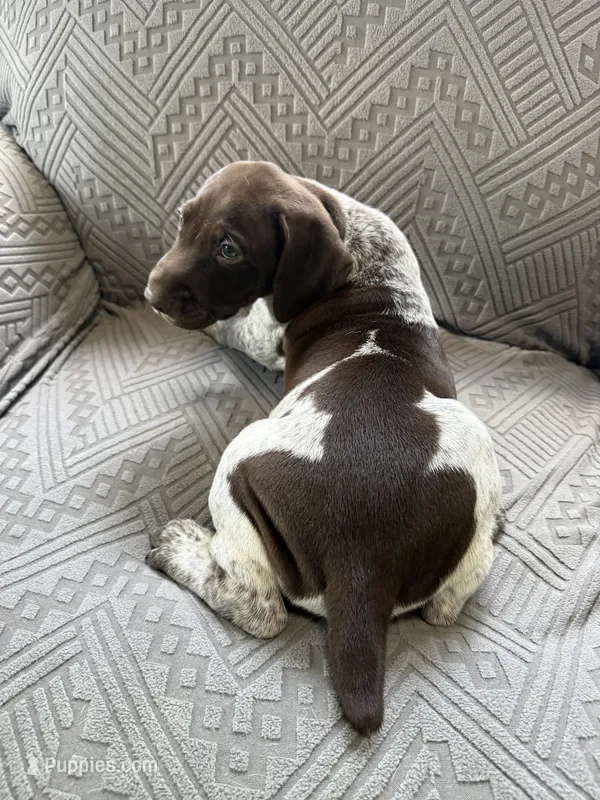 Ranger – German Shorthaired Pointer puppy for sale in Savannah, GA