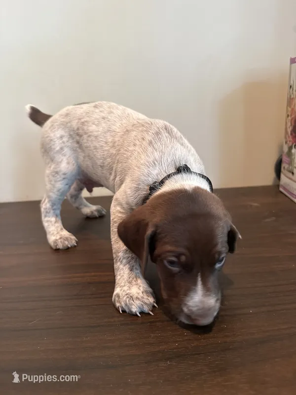 Diesel  – German Shorthaired Pointer puppy for sale in Savannah, GA