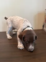 Diesel , a male German Shorthaired Pointer for sale in Savannah, GA – 1 of 1