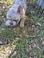 Cash, a male French Bulldog for sale in Gilmer, TX – 2 of 3