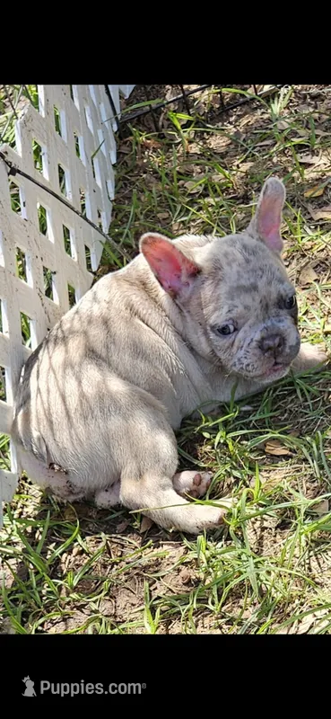 Cash – French Bulldog puppy for sale in Gilmer, TX