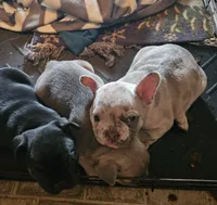 Cash, a male French Bulldog for sale in Gilmer, TX – 3 of 3