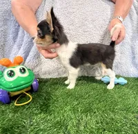 Lover Boy, a male Chihuahua for sale in Walker, LA – 6 of 6