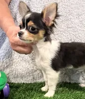 Lover Boy, a male Chihuahua for sale in Walker, LA – 4 of 6