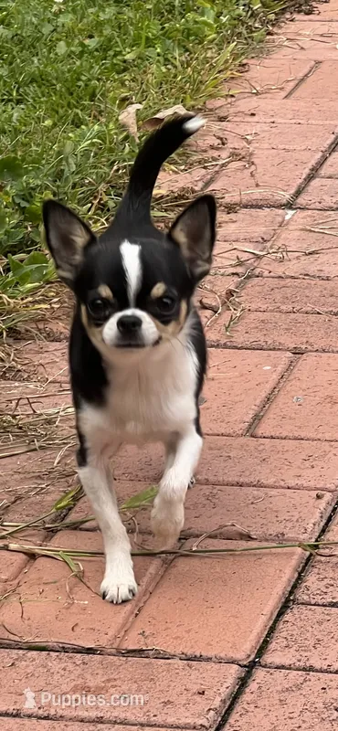 Tucker – Chihuahua puppy for sale in Walker, LA