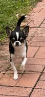 Tucker, a male Chihuahua for sale in Walker, LA – 1 of 5