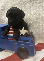 Sable, a female Poodle - Toy  for sale in Walker, LA – 2 of 5