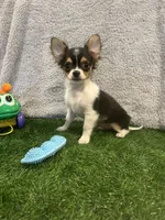 Lover Boy, a male Chihuahua for sale in Walker, LA – 5 of 6