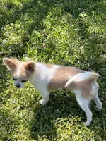 Classy, a female Chihuahua for sale in Walker, LA – Photo 5 of 6