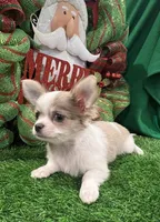 Classy, a female Chihuahua for sale in Walker, LA – Photo 6 of 7