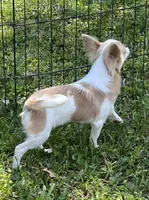 Classy, a female Chihuahua for sale in Walker, LA – Photo 2 of 6