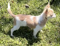 Classy, a female Chihuahua for sale in Walker, LA – Photo 1 of 6
