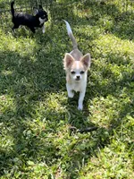 Classy, a female Chihuahua for sale in Walker, LA – Photo 3 of 6
