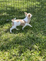 Classy, a female Chihuahua for sale in Walker, LA – Photo 6 of 6