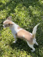 Classy, a female Chihuahua for sale in Walker, LA – Photo 4 of 6