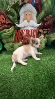 Classy, a female Chihuahua for sale in Walker, LA – Photo 2 of 7