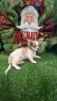 Classy, a female Chihuahua for sale in Walker, LA – Photo 3 of 7