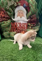 Classy, a female Chihuahua for sale in Walker, LA – Photo 4 of 7