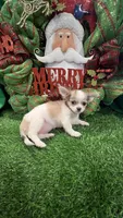 Classy, a female Chihuahua for sale in Walker, LA – Photo 5 of 7