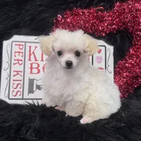 Jasper, a male Poodle - Toy  for sale in Walker, LA – Photo 5 of 10