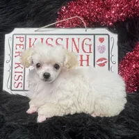 Jasper, a male Poodle - Toy  for sale in Walker, LA – Photo 8 of 10