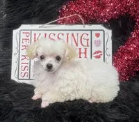 Jasper, a male Poodle - Toy  for sale in Walker, LA – Photo 5 of 10